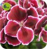 pelargonia angielska Red Beauty